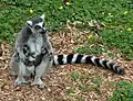 Lemur kata