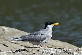 alternativní popis obrázku chybí