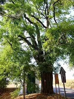 Kasejovický akát, srpen 2015