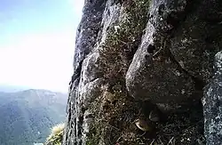 Fotografie zobrazuje vertikální skalní stěnu s malou rodinkou pokřovníka, jak se krčí v malé skalní kapse pokryté alpinskou vegetací