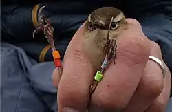 Fotografie pokřovníka, který je svírán v lidské dlani. Pokřovníkovy nohy trčí mezi prsty směrem vzhůru. Jsou na nich viditelné 3 plastové monitorovací kroužky různých barev