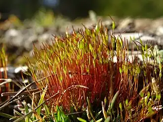 alternativní popis obrázku chybí