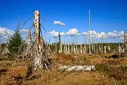 Roklanský les - mrtvé stromy po kůrovcové kalamitě roce 2003
