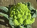 Romanesco (Brassica oleracea convar. botrytis)