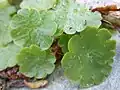 Listy mokrýše vstřícnolistého