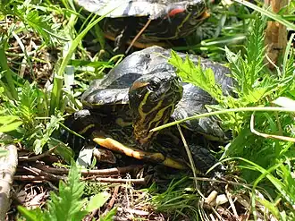 alternativní popis obrázku chybí