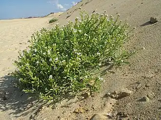 alternativní popis obrázku chybí