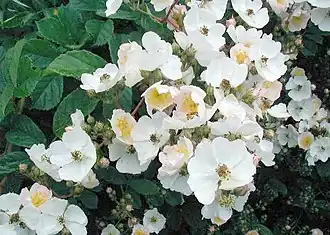 alternativní popis obrázku chybí