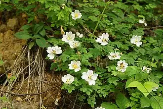 alternativní popis obrázku chybí