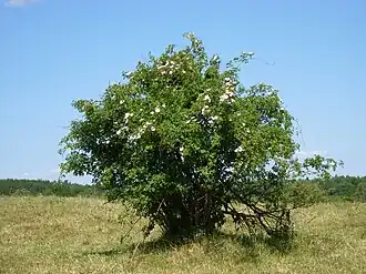 alternativní popis obrázku chybí