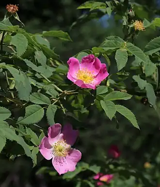 alternativní popis obrázku chybí