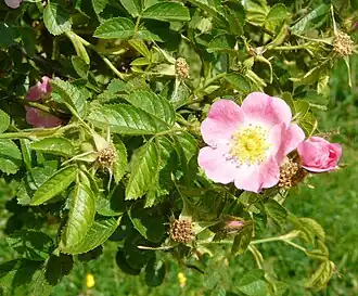 alternativní popis obrázku chybí