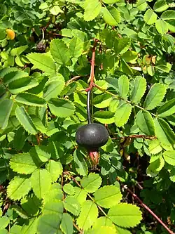 Záběr na zralý šípek černé barvy