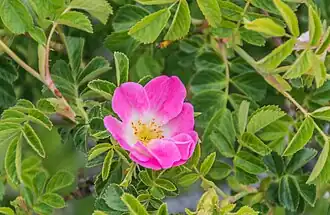 alternativní popis obrázku chybí