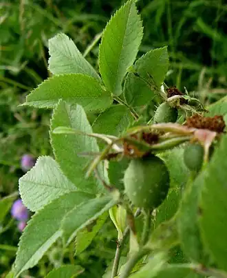 alternativní popis obrázku chybí