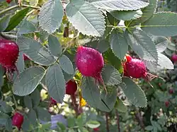 Větévka se zralými, okrouhlými, lákavě červenými šípky