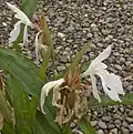 Zahradní kříženec Roscoea × beesiana