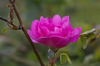 alternativní popis obrázku chybí