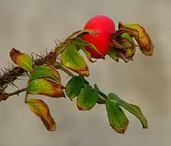 Větévka se zralým šípkem a listy, hustě pokrytá jehlicovitými ostny