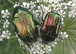 Iridescentní kutikula zlatohlávka