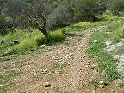 Vegetace podél Nachal Roš Pina