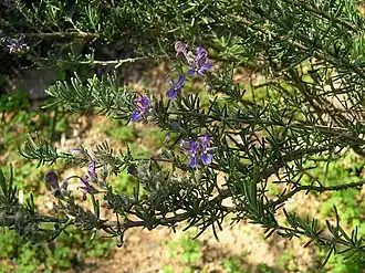 alternativní popis obrázku chybí