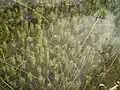 Podvodní porost Rotala hippuris