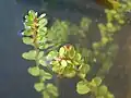 Kolovka Rotala indica