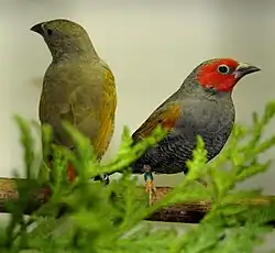 alternativní popis obrázku chybí