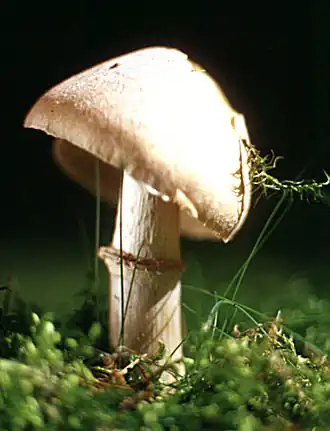 alternativní popis obrázku chybí