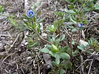 Rozrazil Dilleniův (Veronica dillenii)