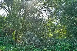 Místo zaniklé vesnice