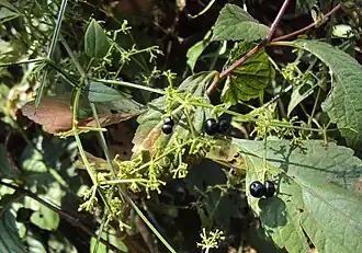 alternativní popis obrázku chybí