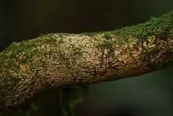 Rudodřev coca - kůra