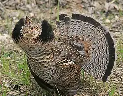 Slepice má menší, světlejší krční límec a prostřední rýdovací pera postrádají černý koncový lem