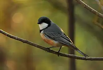 alternativní popis obrázku chybí