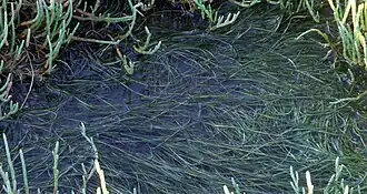 alternativní popis obrázku chybí