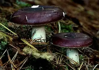 alternativní popis obrázku chybí