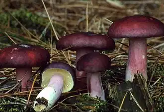 alternativní popis obrázku chybí