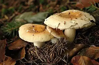 Holubinka žlučová Russula fellea