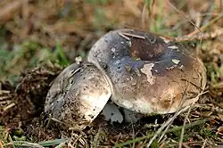 Holubinka černající Russula nigricans