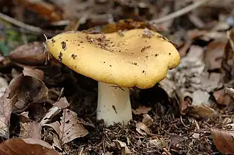 Holubinka hlínožlutá Russula ochroleuca