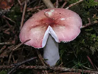 Holubinka březová Russula betularum