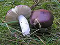 Holubinka hořká Russula caerulea