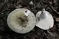 Holubinka bukovka Russula heterophylla