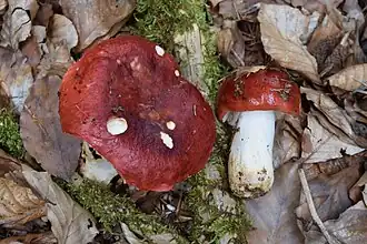 alternativní popis obrázku chybí