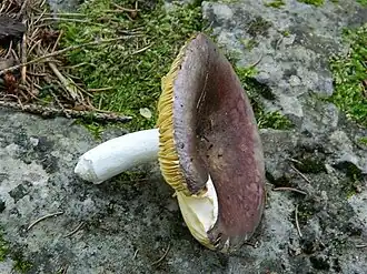 alternativní popis obrázku chybí