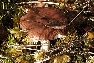 alternativní popis obrázku chybí