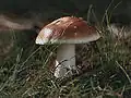 Holubinka mandlová Russula vesca