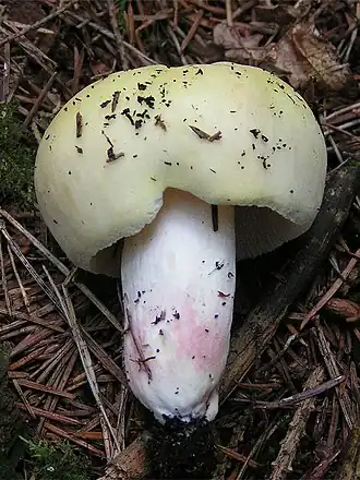 Holubinka fialovonohá Russula violeipes